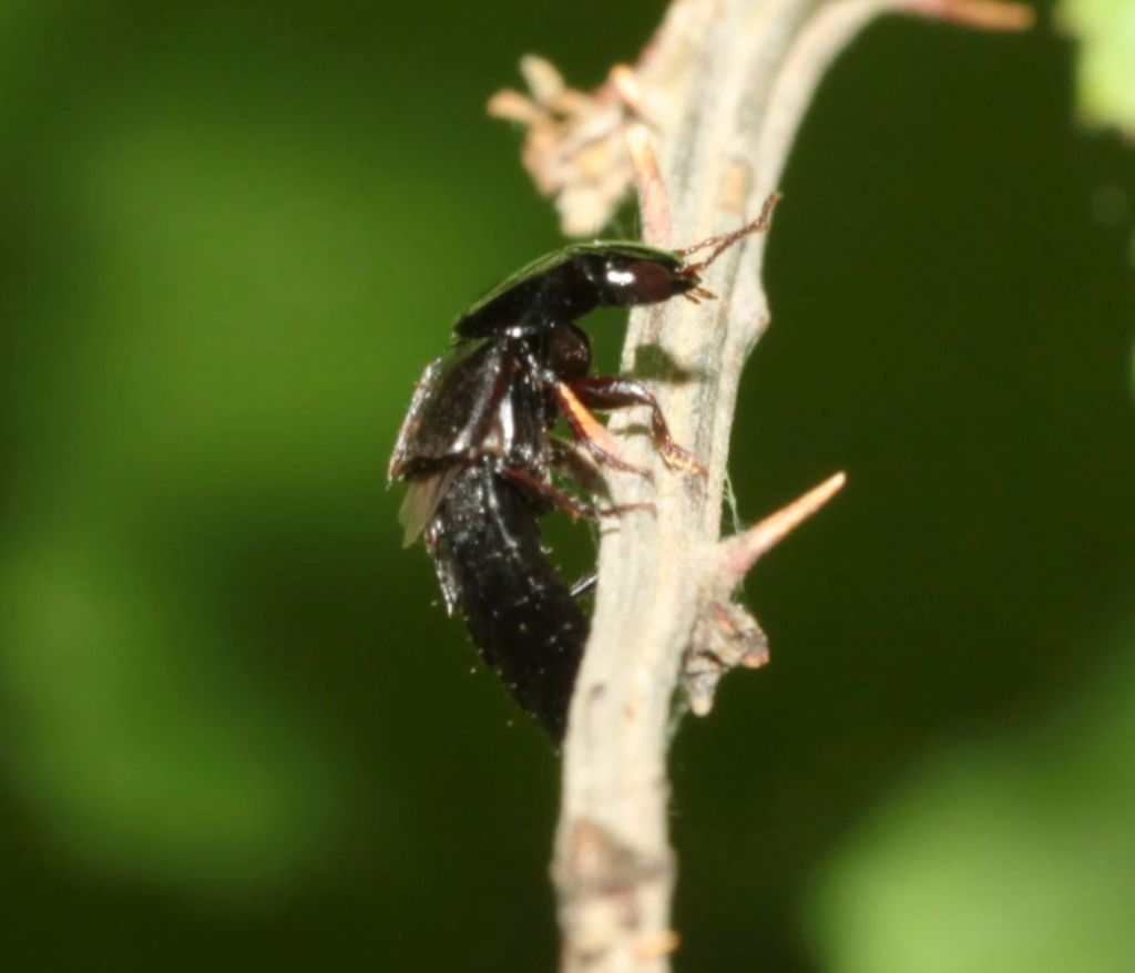 Staphylinidae: Ocypus sp.? No Quedius sp.